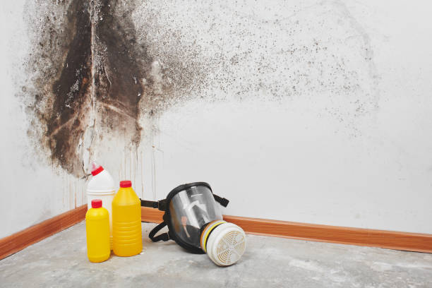 Water damage restoration mold remediation in Bradley, IL